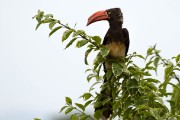 Crowned hornbill : 2014 Uganda